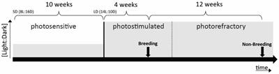 Adult auditory brain responses to nestling begging calls in seasonal songbirds: an fMRI study in non-parenting male and female starlings (Sturnus vulgaris)